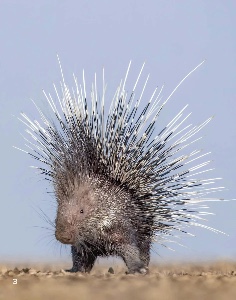 Porcupine
