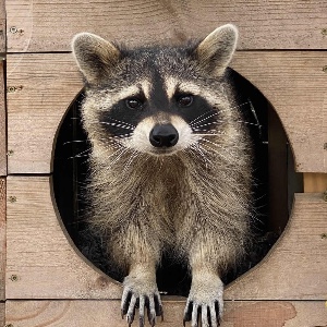 Raccoon