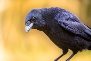 Raven/Crow