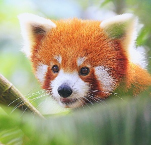 Red Panda