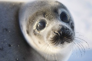 Seal/Sea Lion