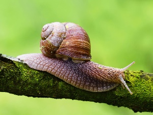 Snail