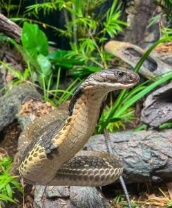 Snake