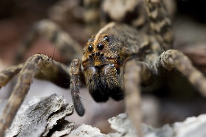 Spider