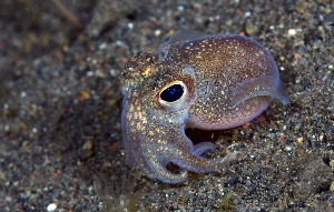 Squid