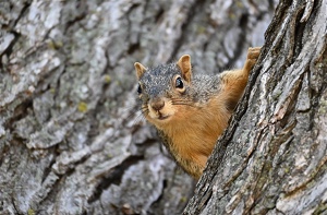 Squirrel