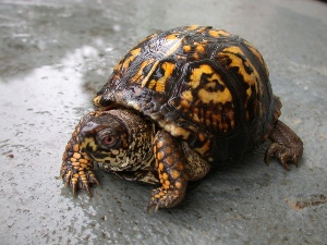 Turtle/Tortoise