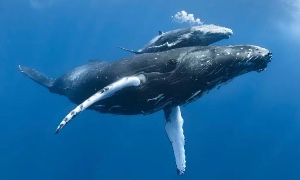 Whale
