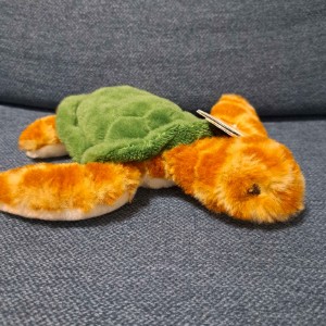 7-Year-Old Turtle