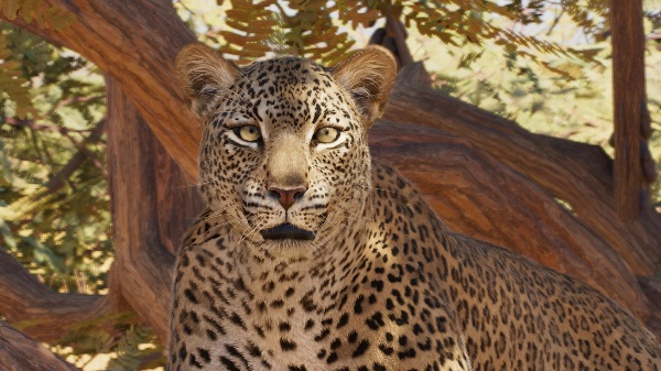 African leopard