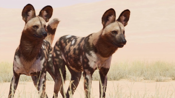 African wild dog