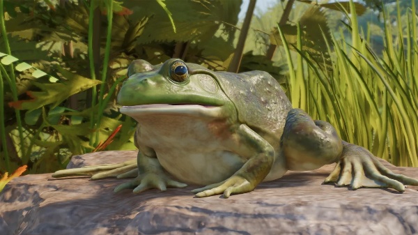 American bullfrog