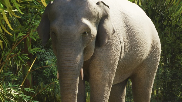 Asian elephant
