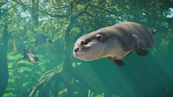 Asian small-clawed otter