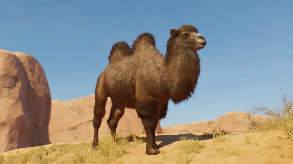 Bactrian camel