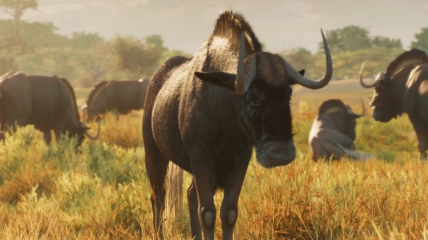Black wildebeest