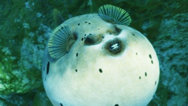 Blackspotted puffer