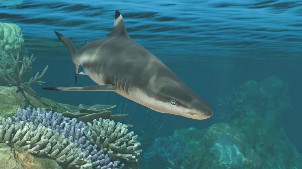 Blacktip reef shark