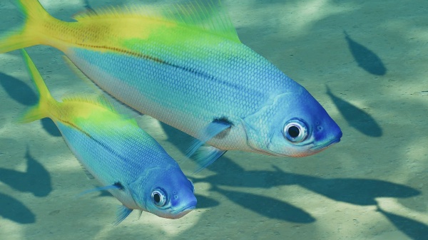 Blue and gold fusilier