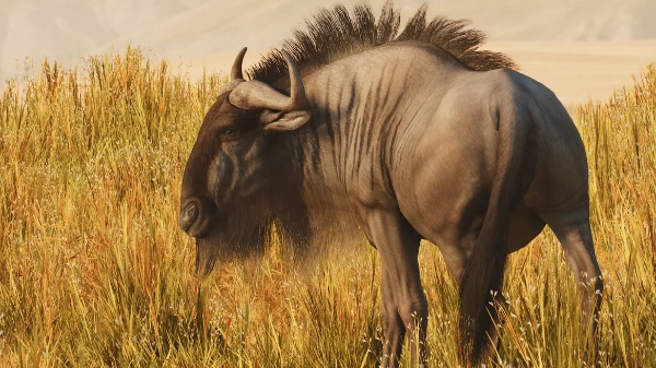 Blue wildebeest