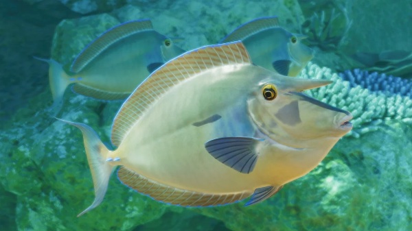 Bluespine unicornfish
