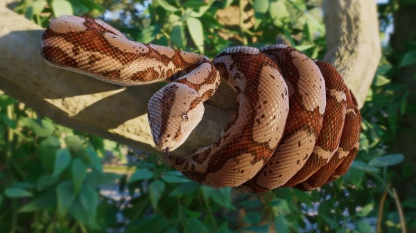Boa constricter