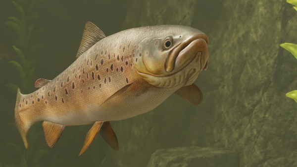 Brown trout