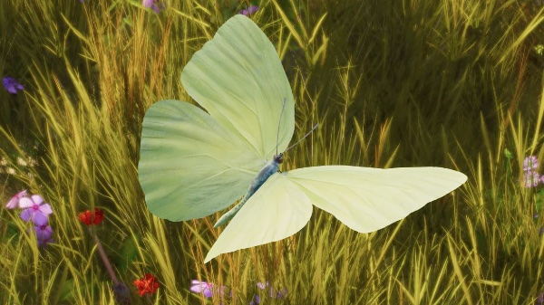 Cloudless sulphur