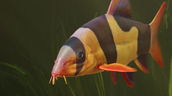 Clown loach