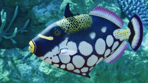Clown triggerfish