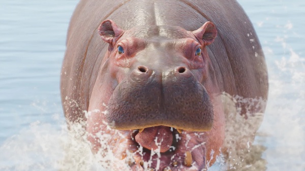 Common hippopotamus