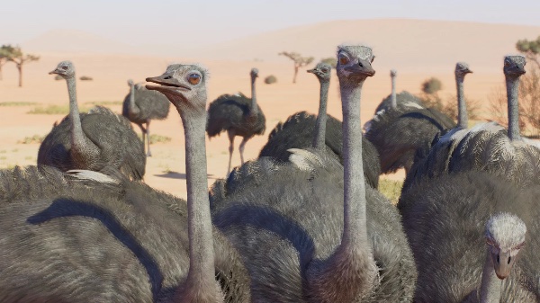 Common ostrich