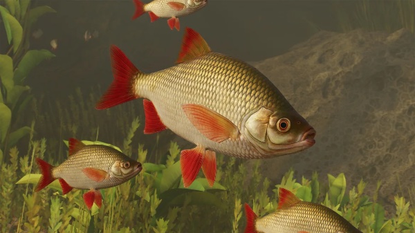 Common rudd