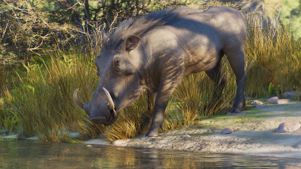 Common warthog