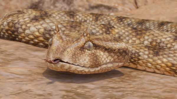 Desert horned viper