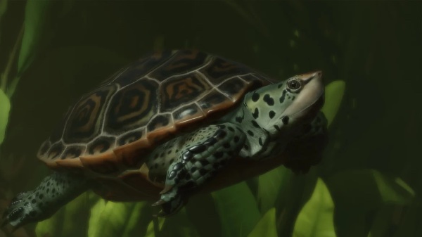 Diamondback terrapin