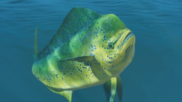 Dolphinfish
