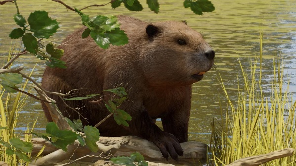 Eurasian beaver
