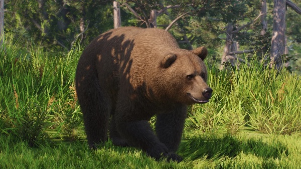 Eurasian brown bear