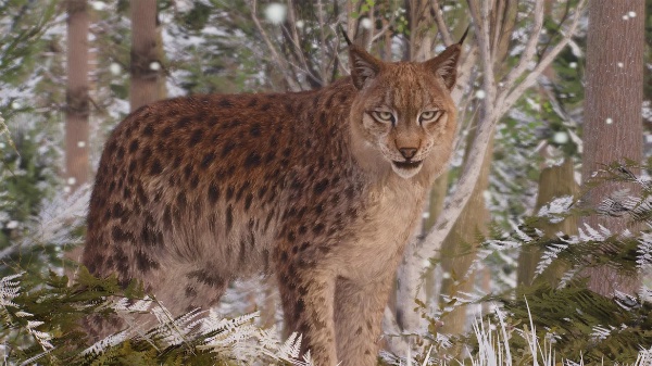 Eurasian lynx