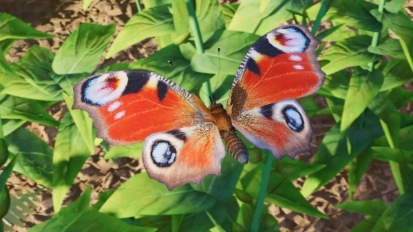 European peacock