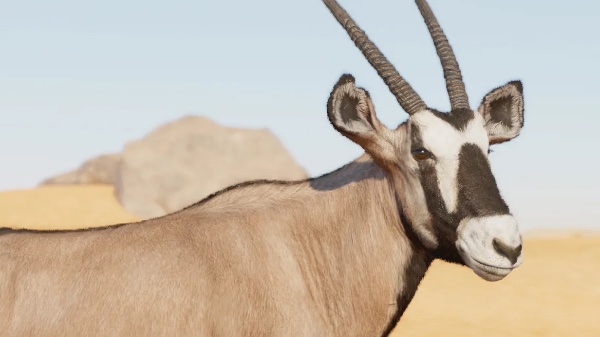 Gemsbok