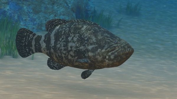 Giant grouper