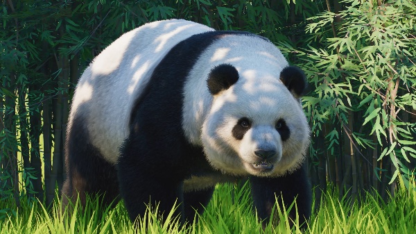 Giant panda