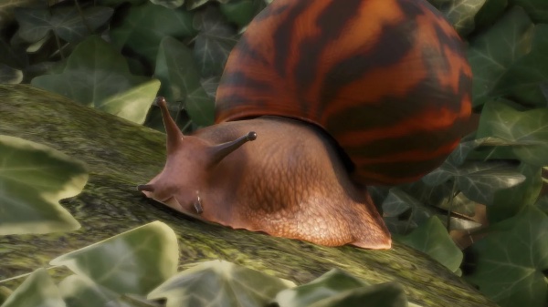 Giant tiger land snail