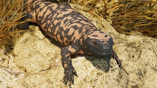 Gila monster