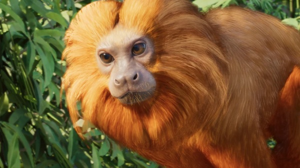 Golden lion tamarin