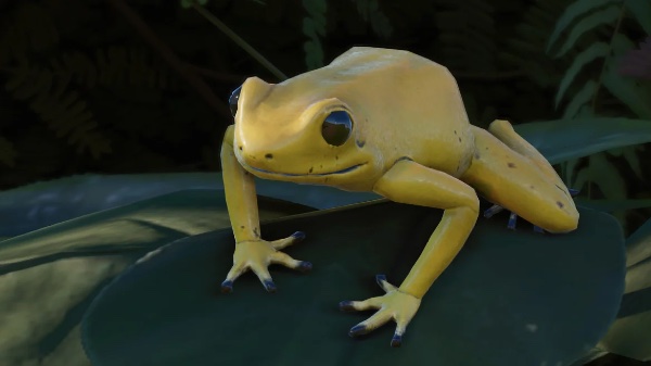 Golden poison frog