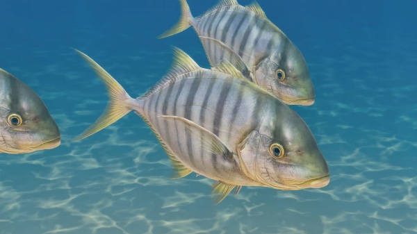 Golden trevally