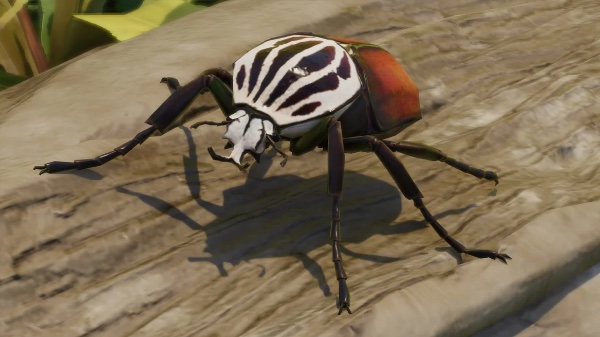 Goliath beetle
